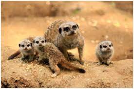 Bridlington Animal Park